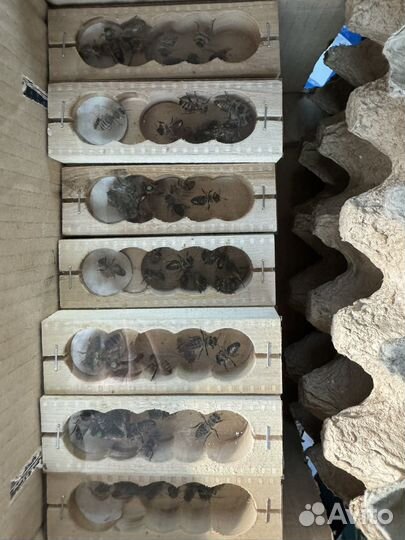 Пчеломатки