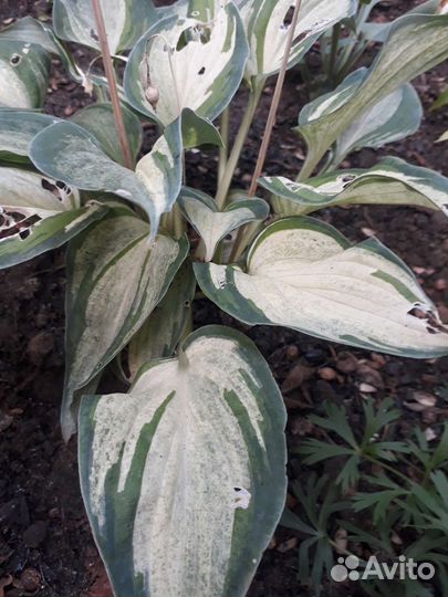 Хоста-разные