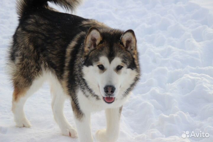 Аляскинский маламут щенки и подростки
