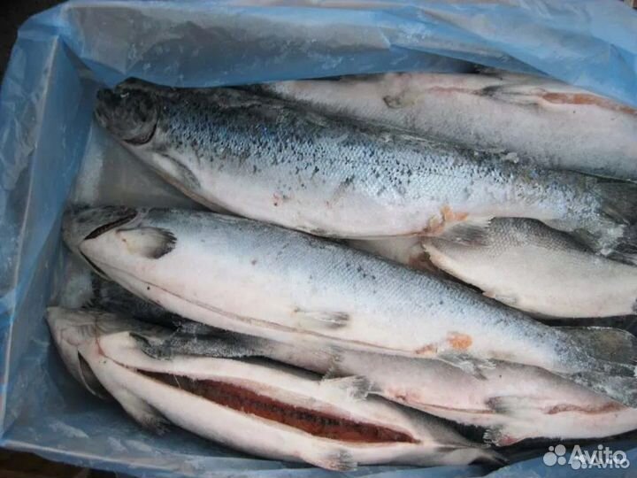 Свежезамороженная рыба коробками
