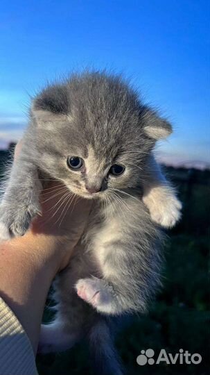 Шотландские вислоухие котята и прямоухие