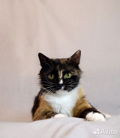 Мегаласковая кошка Ириска ищет дом