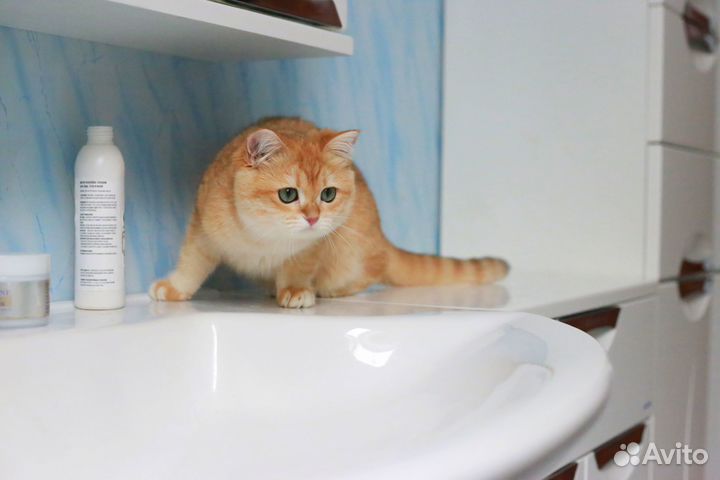 Британская золотая шиншилла