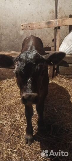 Корова дойная с теленком