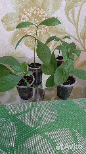 Клеродендрумы