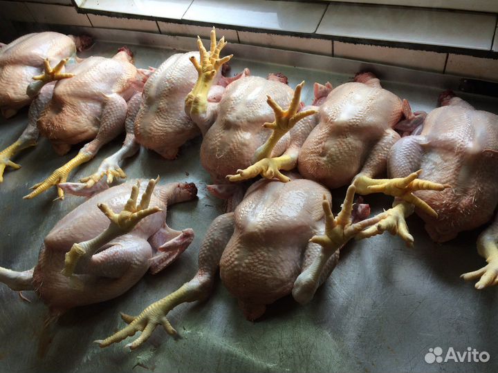 Мясо домашней курицы