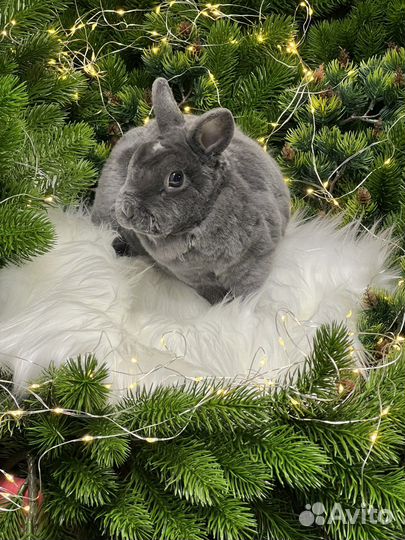 Мини кролики царские