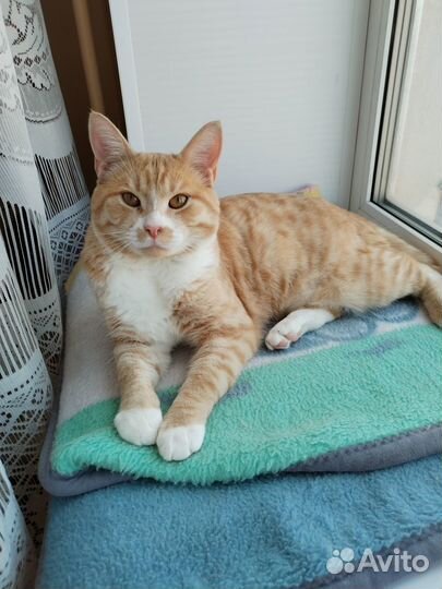 Умный котик