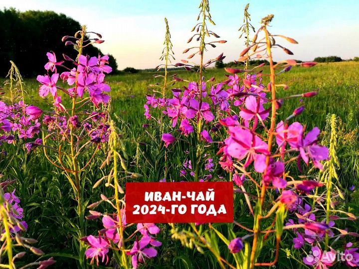 Иван-чай 1 кг сезон 2024 с цветами,ягодами и др