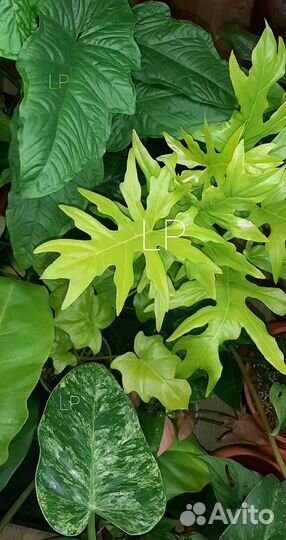 Филодендрон 