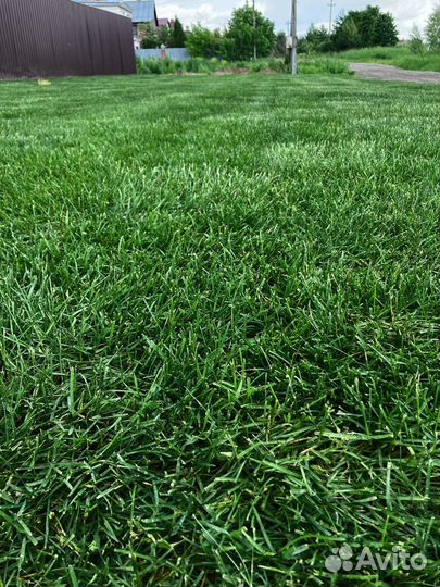 Рулонный газон продажа/укладка