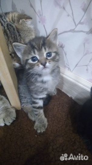 Котята ищут дом