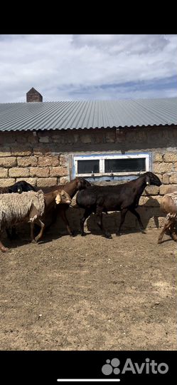 Овцы гиссарской породы