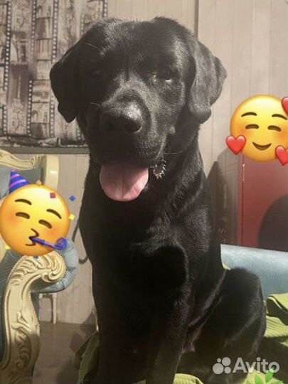 Кобель Лабрадора вязка