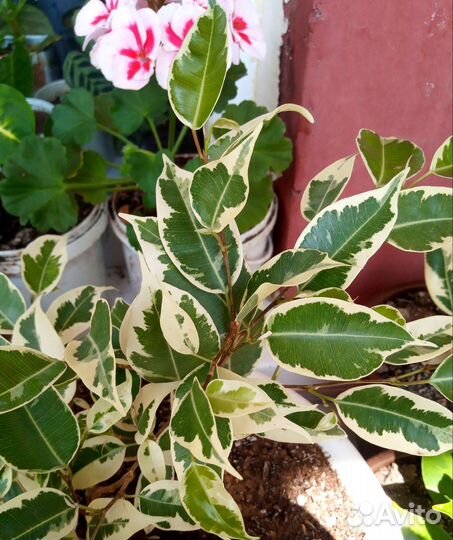 Фикусы разные