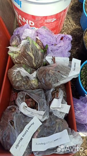 Клубника Гортензии Лилии Хосты