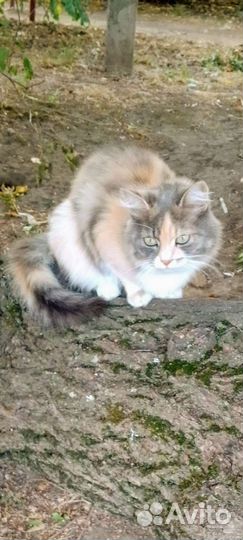 Киса Настюшка (крайбольница) - ласковая,обаятельна