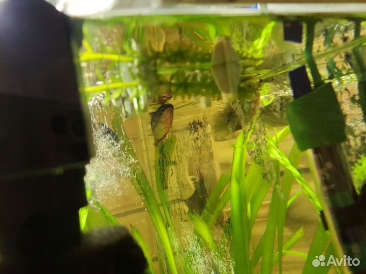 Аквариумные рыбки