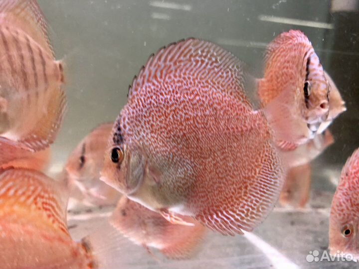 Суперпантера эрапшн 6см