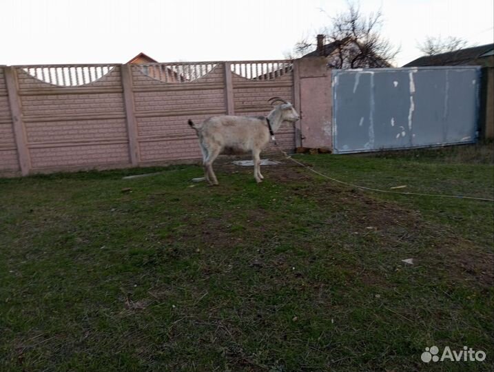 Козы и козлы