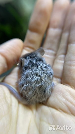 Сатиновые мышки малыши