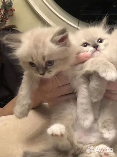 Невская маскарадная