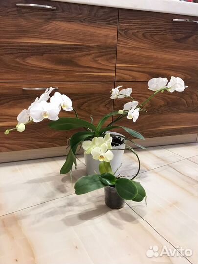 Орхидея фаленопсис 4 ветви цветущих