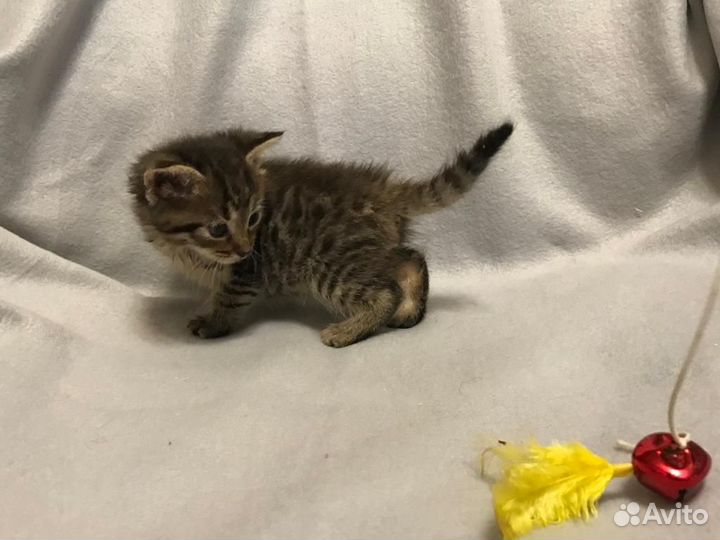 Клепочка ищет семью