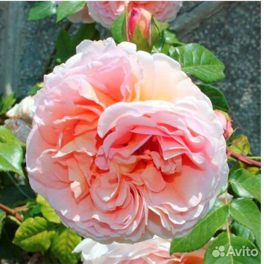 Плетистая роза Графиня Воронцова