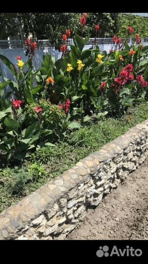 Каны луковицы