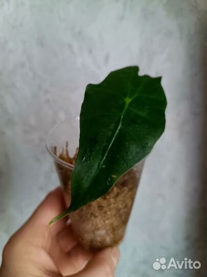 Алоказия Полли