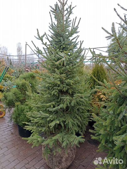 Ель голубая