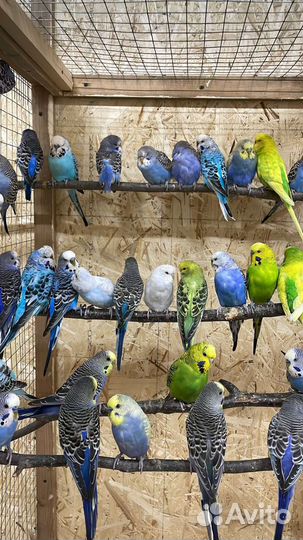 Попугай с доставкой