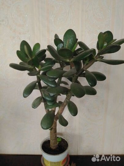 Толстянка. Денежное дерево