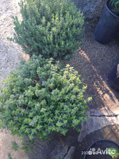 Редкие растения для сада