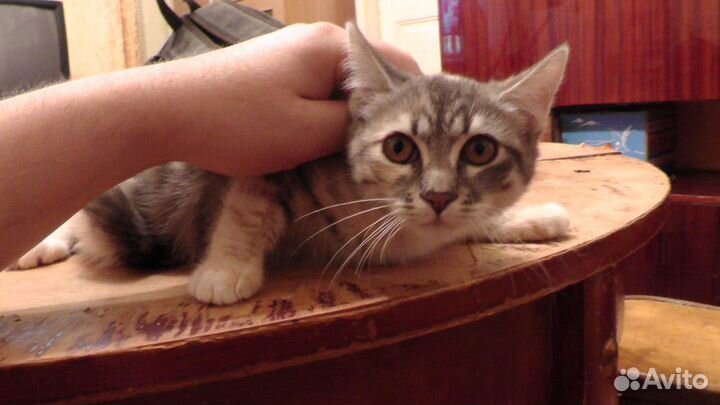 Трехцветные котята в хорошие руки