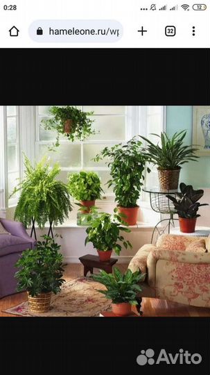 Обмен комнатными растениями