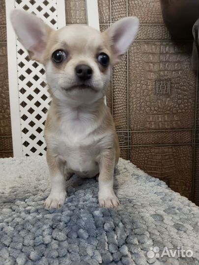 Щенки чихуахуа мини