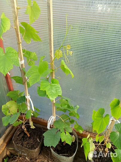 Саженцы винограда