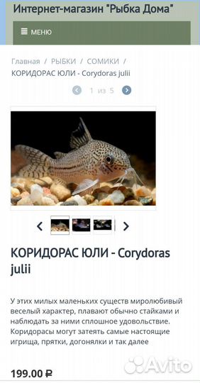 Коридорас Джули/ Юли