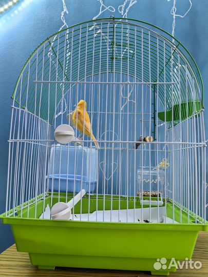 Канарейка с клеткой