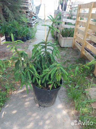 Ель Инверса 90-100см