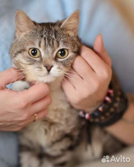 Бонечке нужен дом