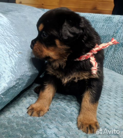 Щенки ротвейлера