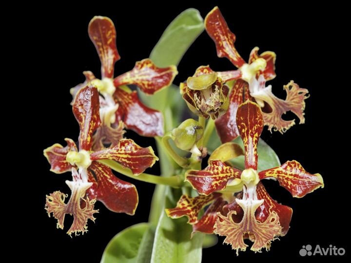 Орхидея. Ванда.vanda roeblingiana