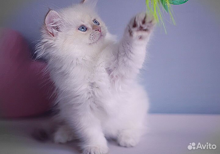 Феличита, длинношерстная ny1133