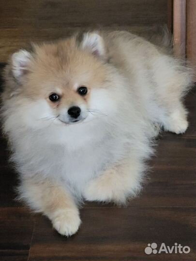 Померанский шпиц