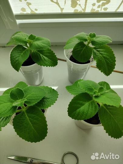 Мята домашняя