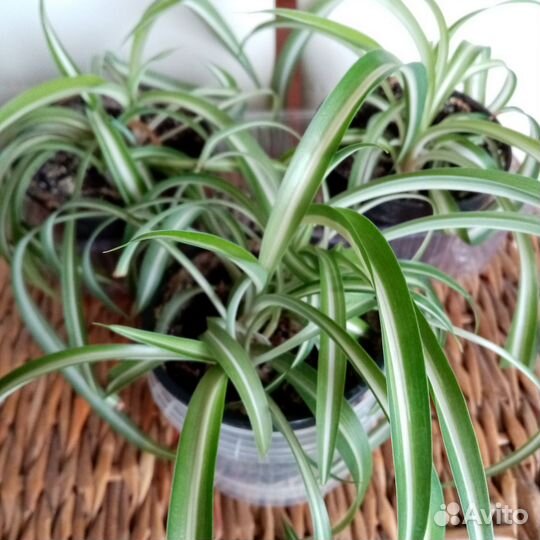 Хлорофитумы, рео, абутилон