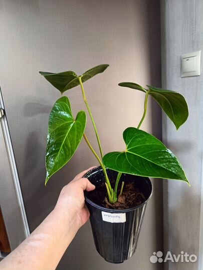 Комнатные цветы.Обновлен 21.04